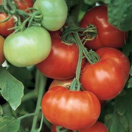 Super Fantastic, Tomato Seeds - Packet image number null